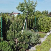 IMG_20160608_083654
